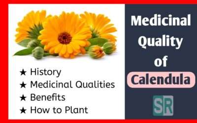 Medicinal Qualities of Calendula