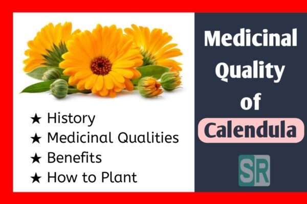 Medicinal Qualities of Calendula