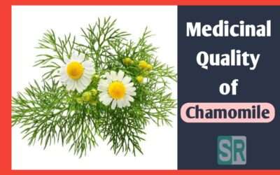 Medicinal Quality of Chamomile