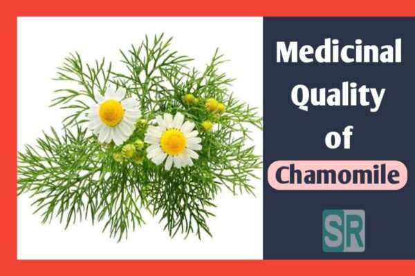 Medicinal Quality of Chamomile