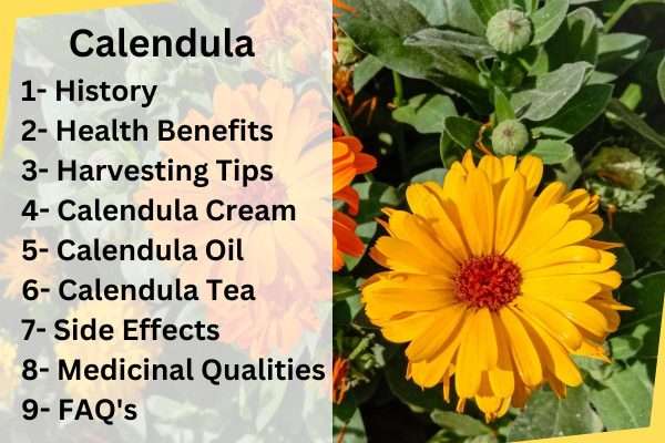 Calendula Review