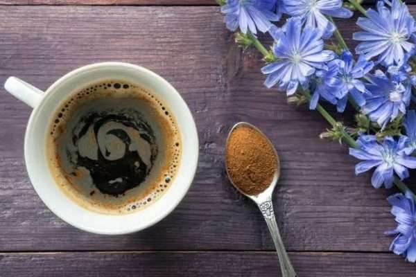Make Herbal Tea and Coffee of Chicory