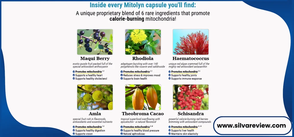 MITOLYN